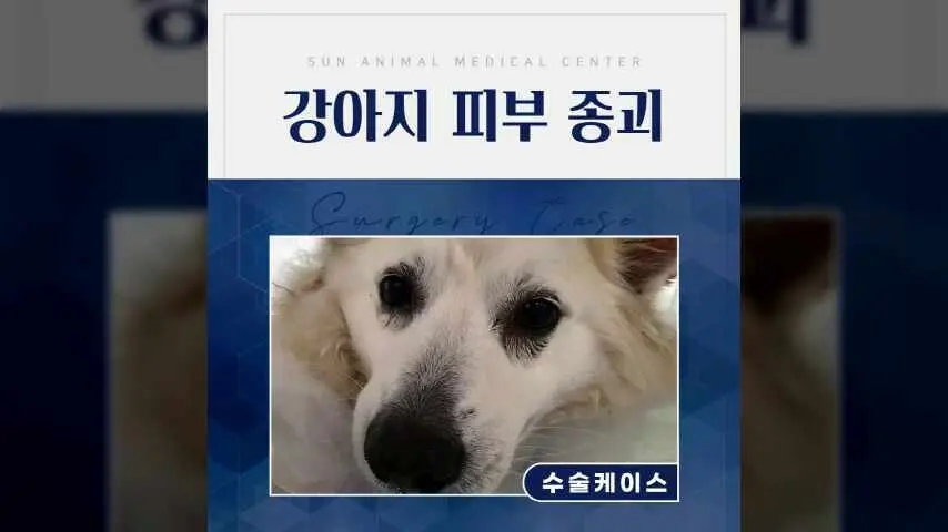 수원주말진료동물병원, 7살 강아지 피부 종괴 수술 영상