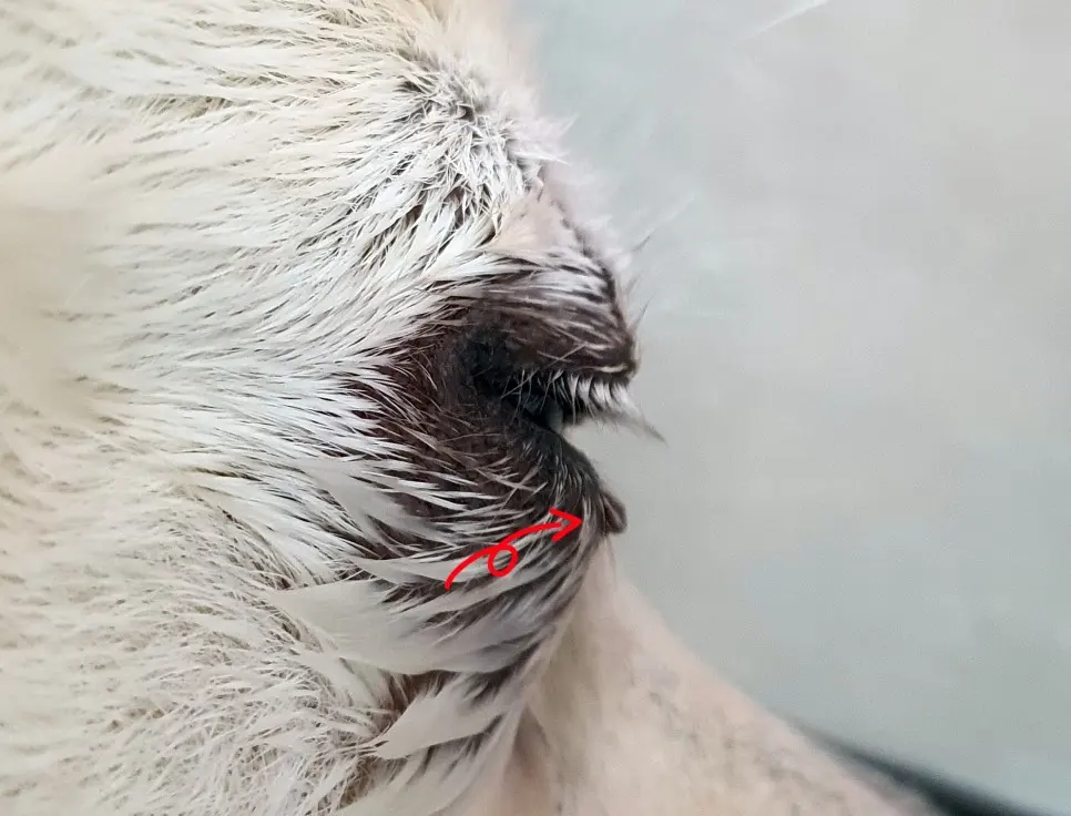 오른쪽 눈 밑 종괴