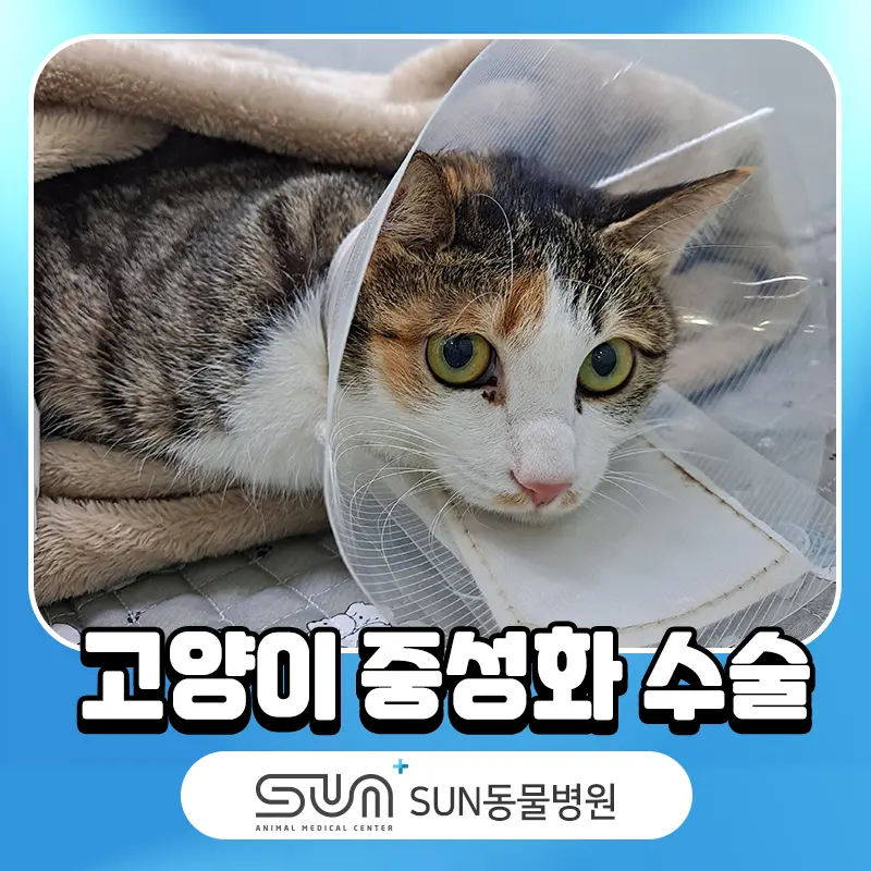영통동물병원 고양이 중성화수술 썬더비트로 지혈과 절개를 동시에