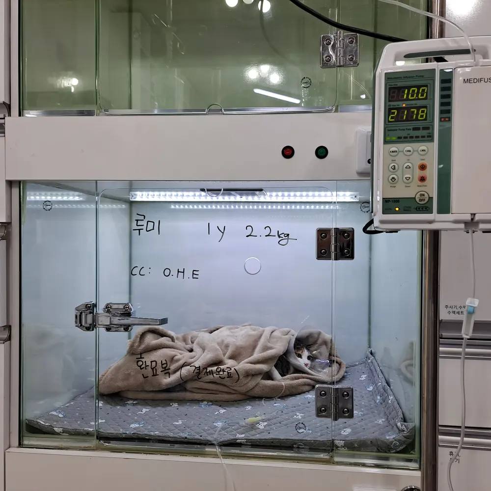 영통동물병원 고양이 중성화수술 썬더비트로 지혈과 절개를 동시에