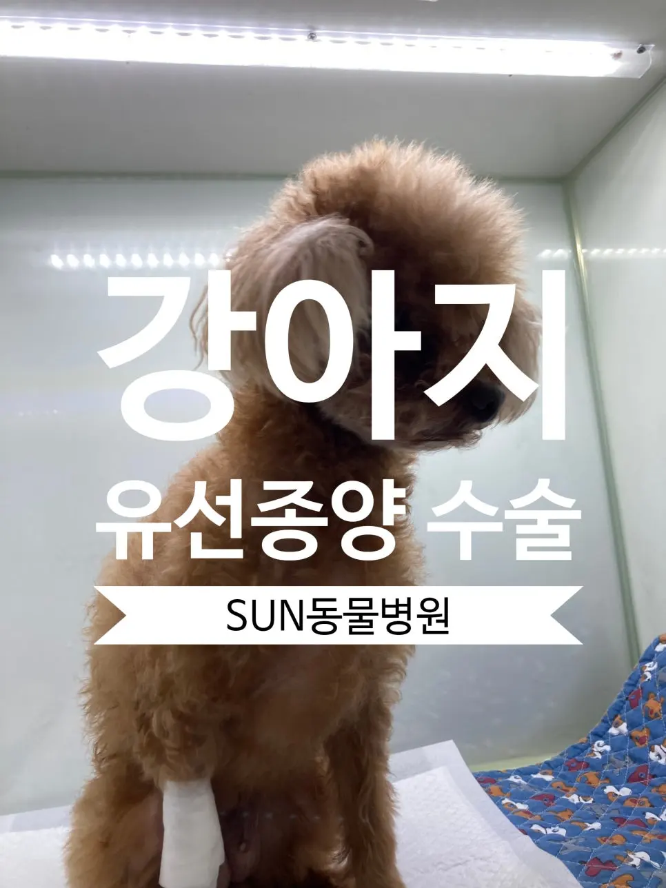 영통 동물병원 강아지 유선종양 수술