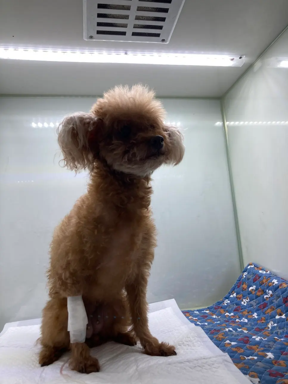 영통 동물병원 강아지 유선종양 수술