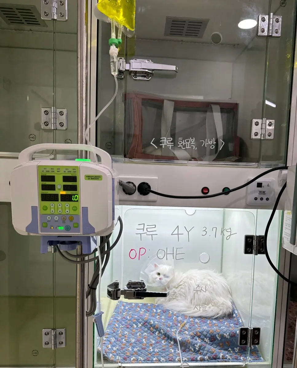 수액맞고 있는 쿠루