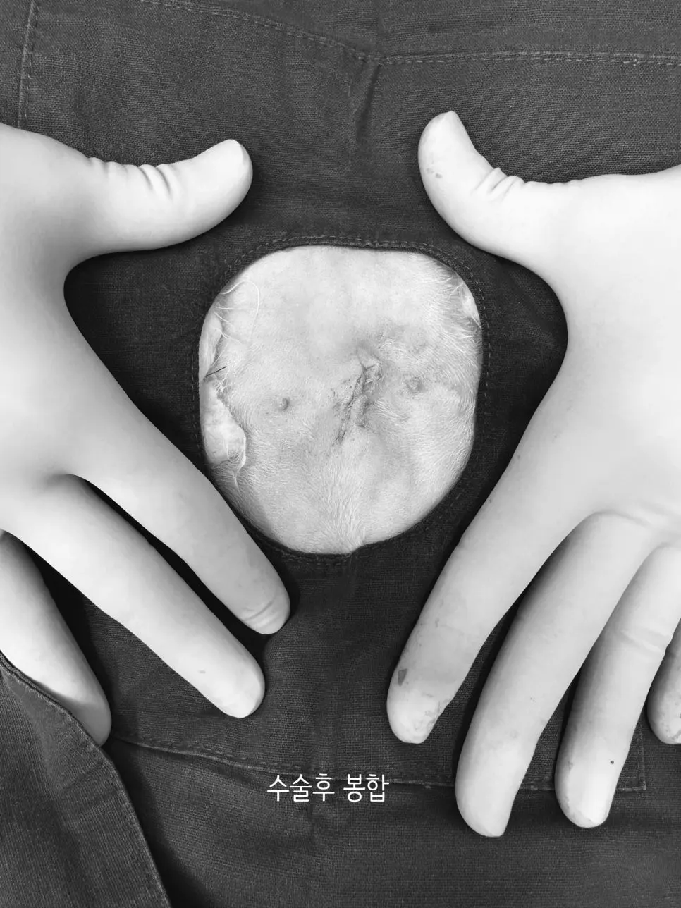[영통역 동물병원 4살 페르시안 쿠루 중성화 수술]