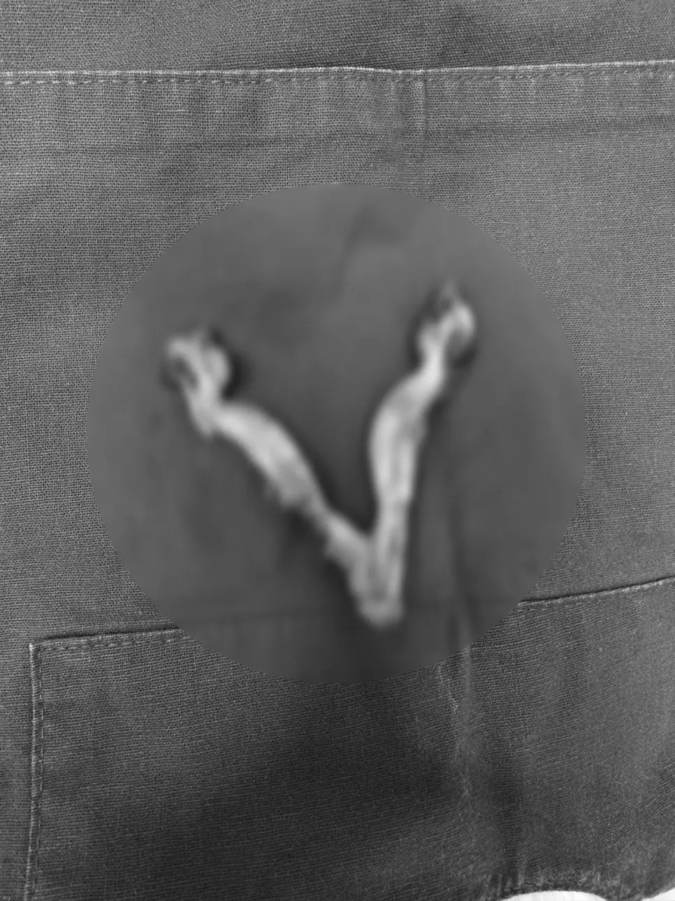 [영통역 동물병원 4살 페르시안 쿠루 중성화 수술]