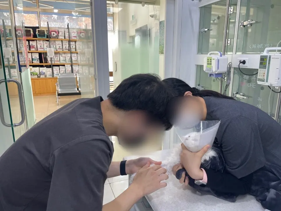 체혈중인 쿠루
