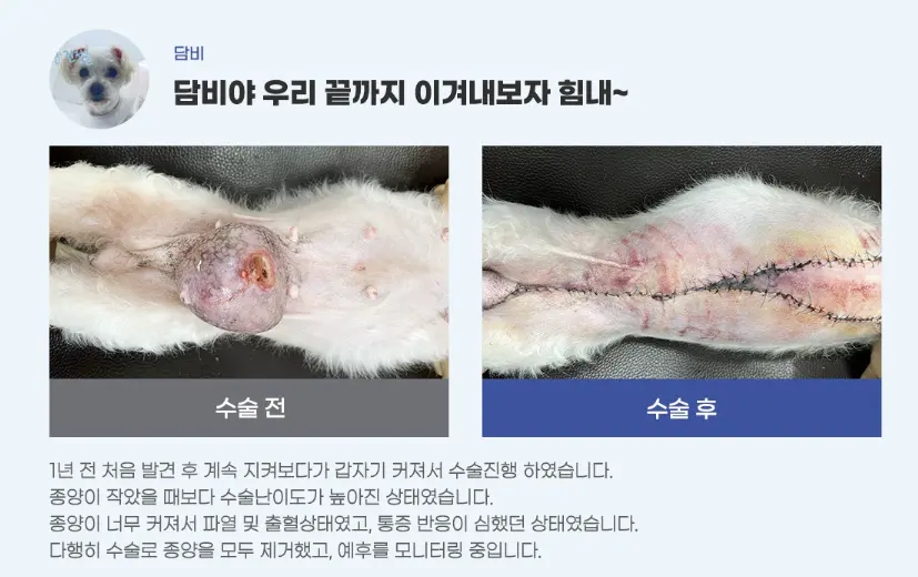 용인 강아지 유선종양 병원 많은 분들이 다녀간 후기가 입증합니다
