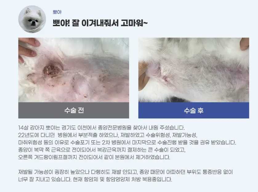 용인 강아지 유선종양 병원 많은 분들이 다녀간 후기가 입증합니다