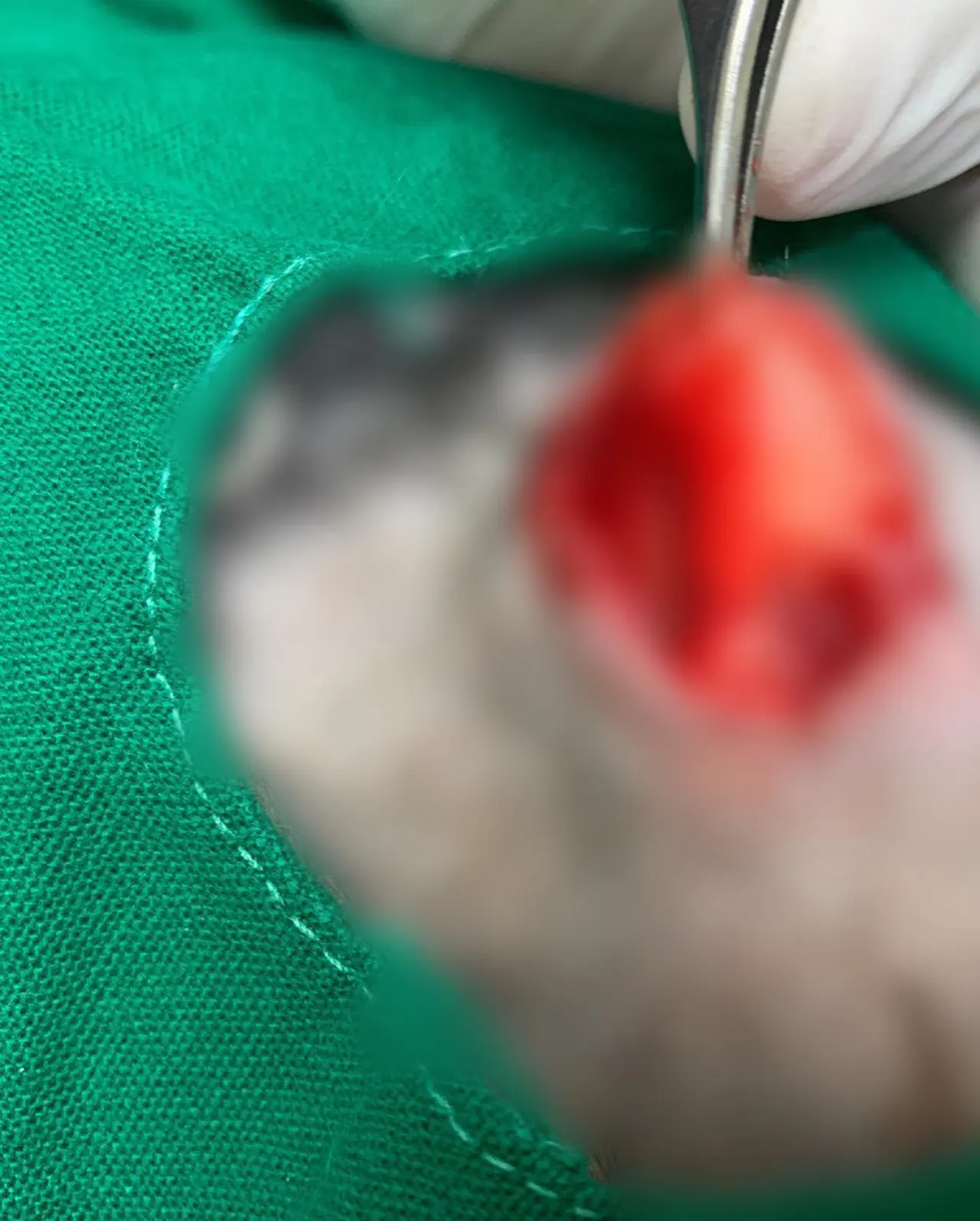 오늘 썬 동물병원에는 장군이가 방문을 했습니다. 장군이는 종괴제거 수술을… 사진 5