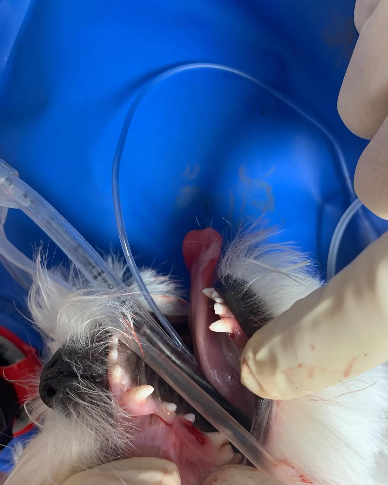 오늘 썬 동물병원에 방문한 소금이 입니다! 소금이는 이갈이를 하는 시기에… 사진 2