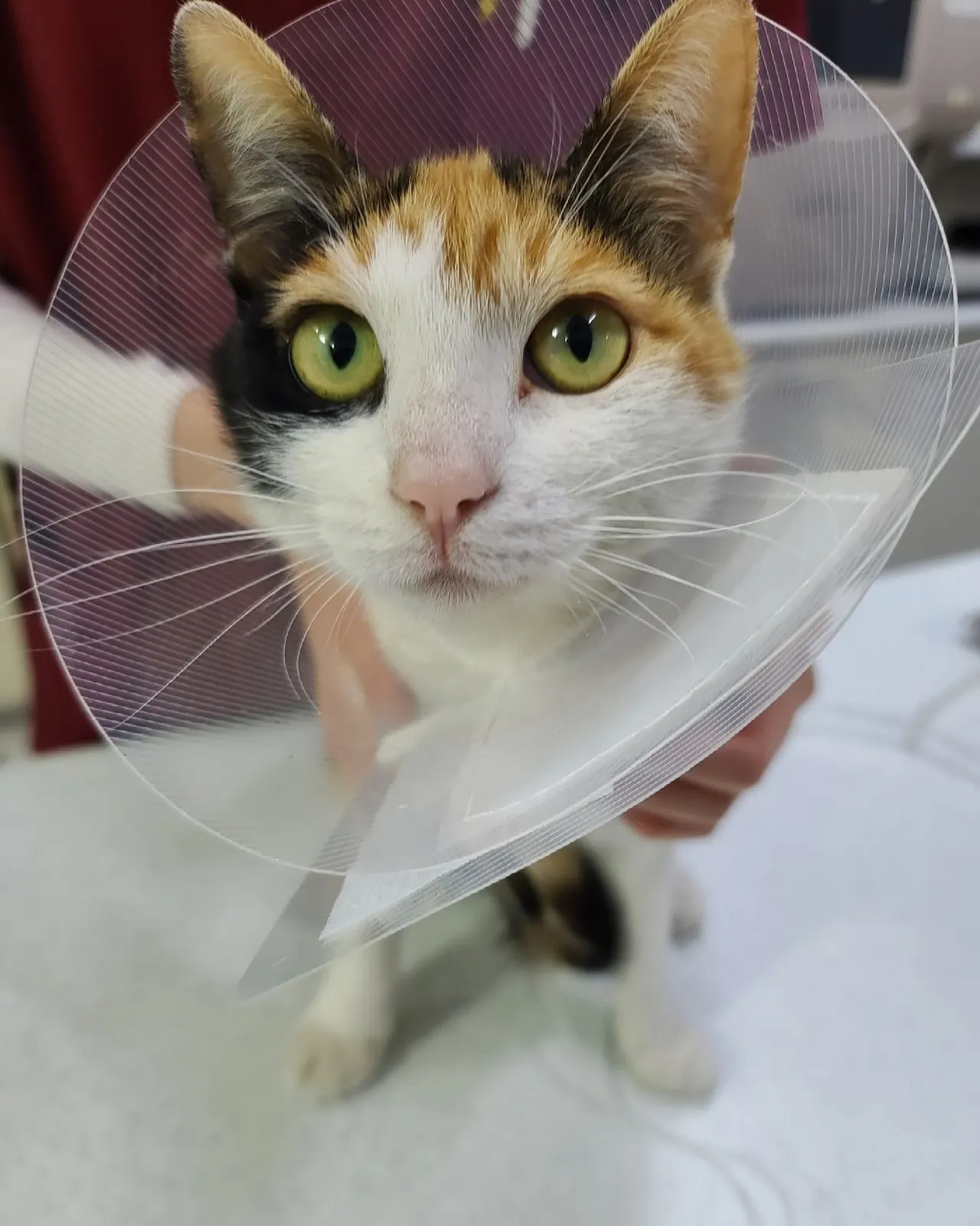 오늘 썬 동물 병원에 방문한 암컷 고양이 나나입니다! 우리 나나는 중성화… 사진 1