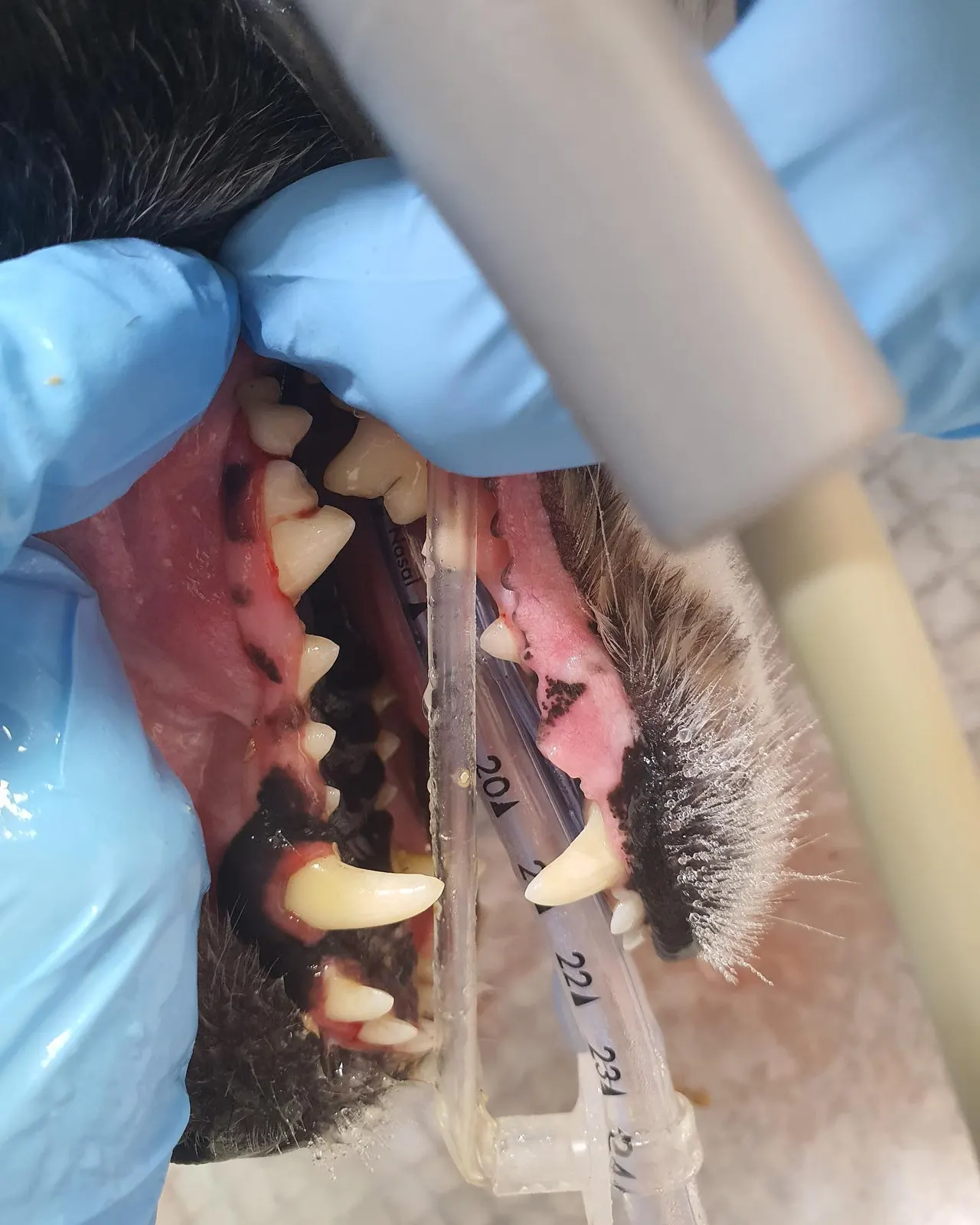 오늘 썬 동물병원에는 초코가 방문했습니다! 우리 초코는 스케일링을 하러… 사진 5