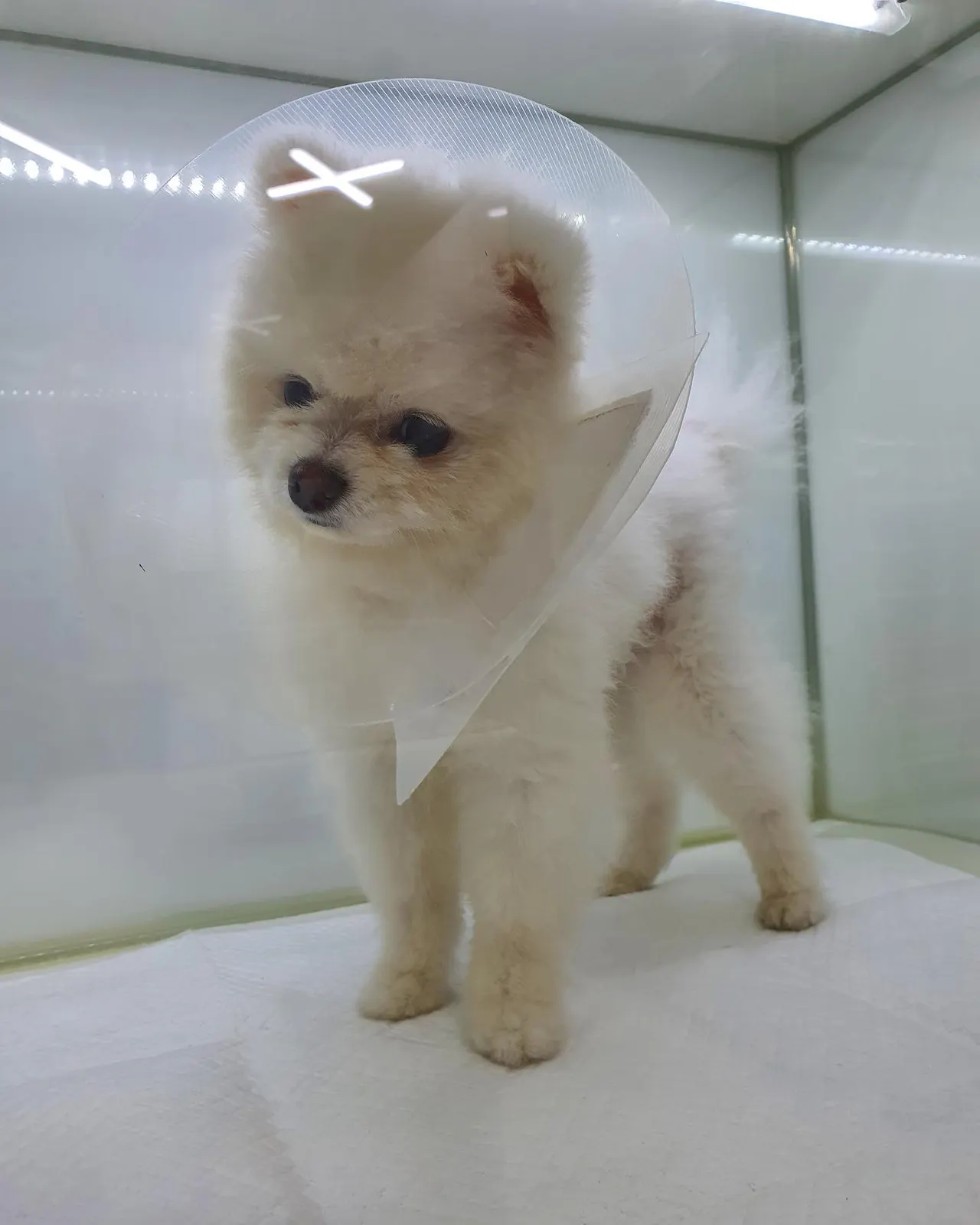 오늘 썬 동물병원에는 수로가 방문했습니다! 수로는 잠복고환 중성화 수술로 일반… 사진 1