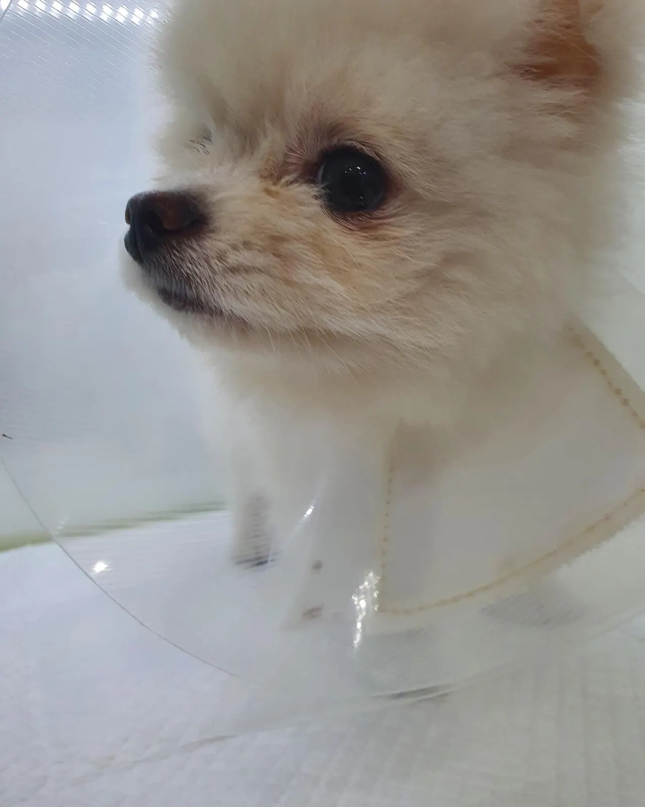 오늘 썬 동물병원에는 수로가 방문했습니다! 수로는 잠복고환 중성화 수술로 일반… 사진 2
