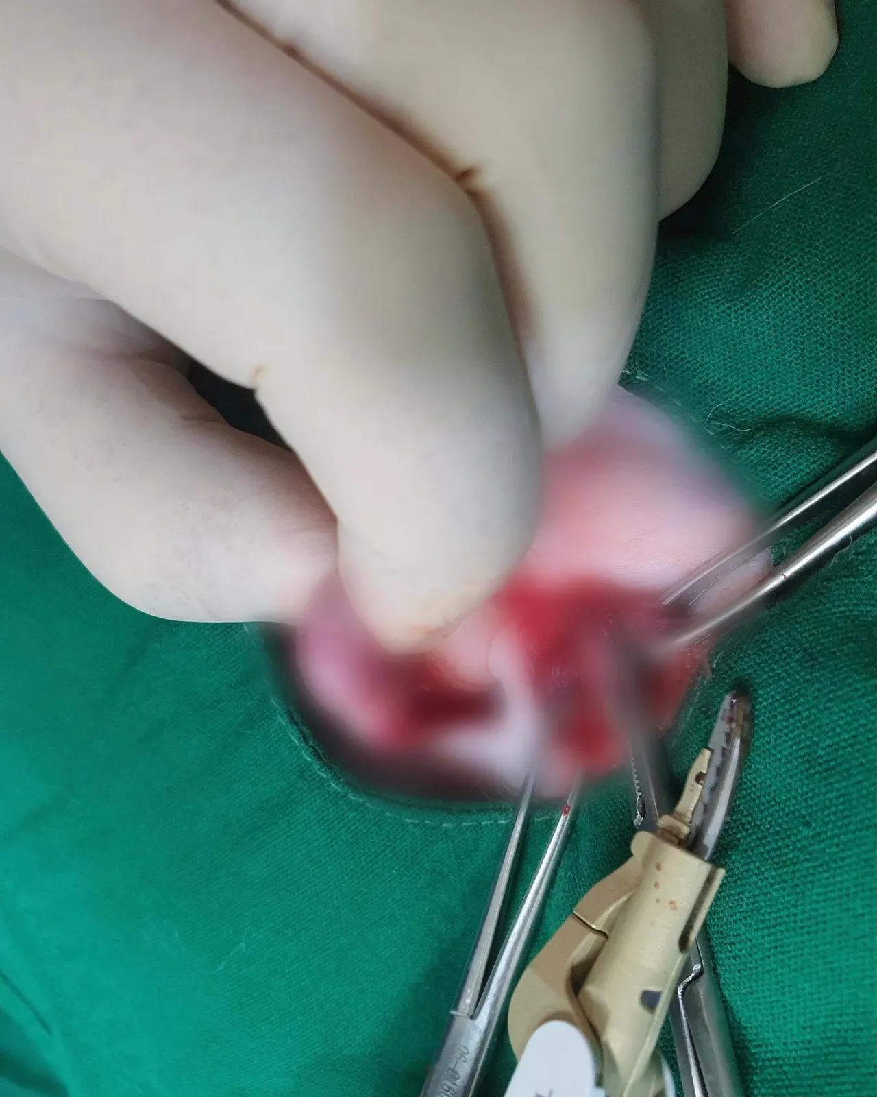 오늘 썬 동물병원에는 수로가 방문했습니다! 수로는 잠복고환 중성화 수술로 일반… 사진 5