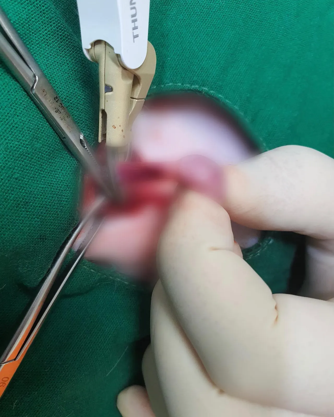오늘 썬 동물병원에는 수로가 방문했습니다! 수로는 잠복고환 중성화 수술로 일반… 사진 6