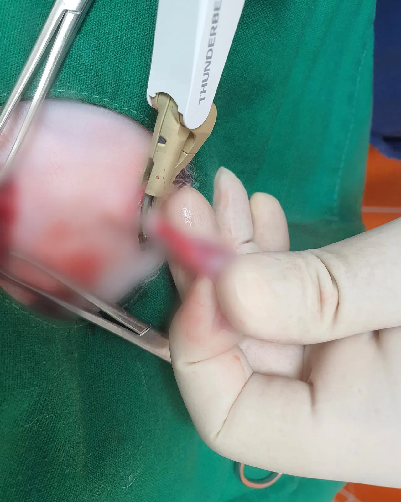 오늘 썬 동물병원에는 수로가 방문했습니다! 수로는 잠복고환 중성화 수술로 일반… 사진 7