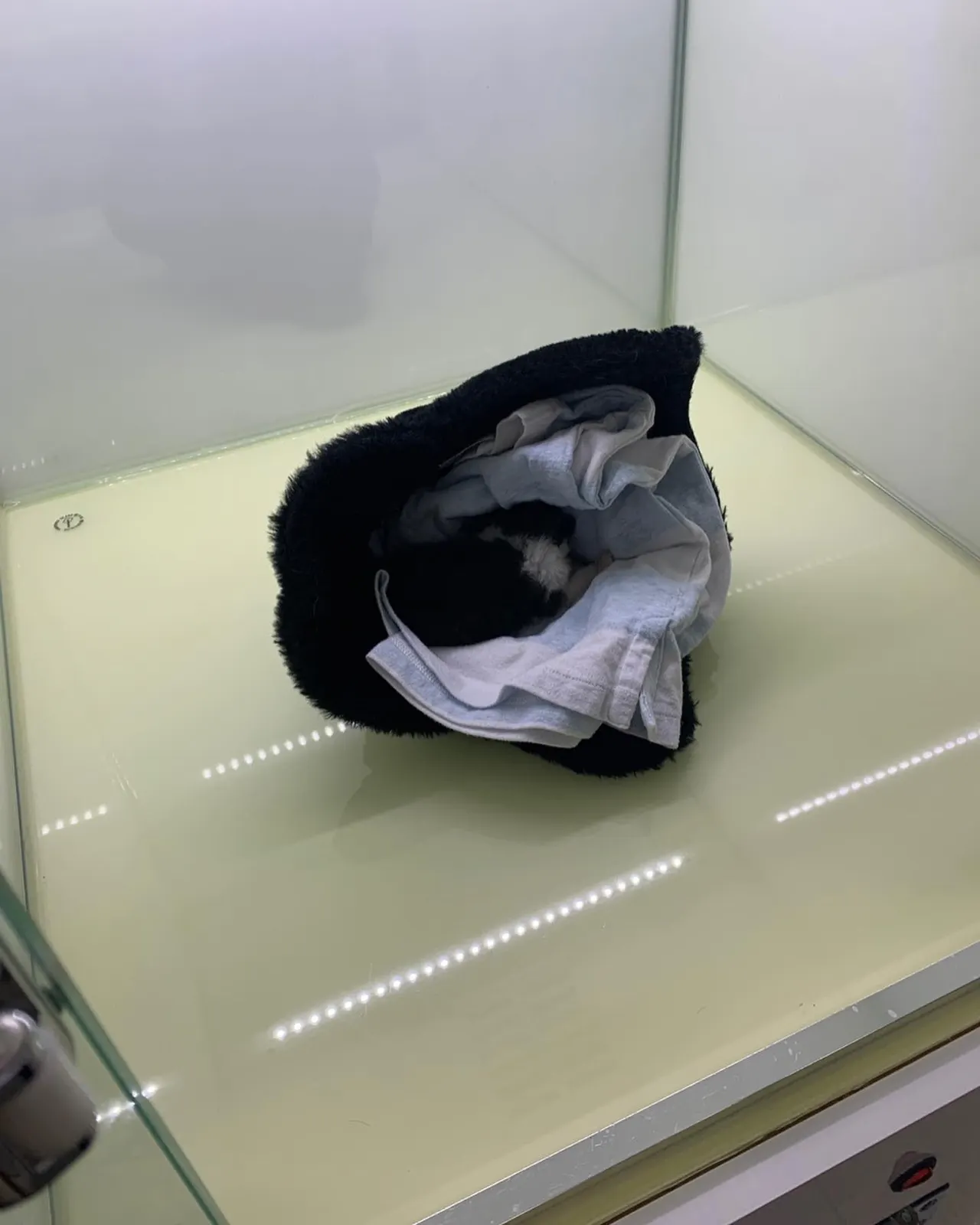 갑자기 날이 추워진 오늘 고객님께서 길을 가다 새끼고양이가 혼자 울고 있어 곧… 사진 4