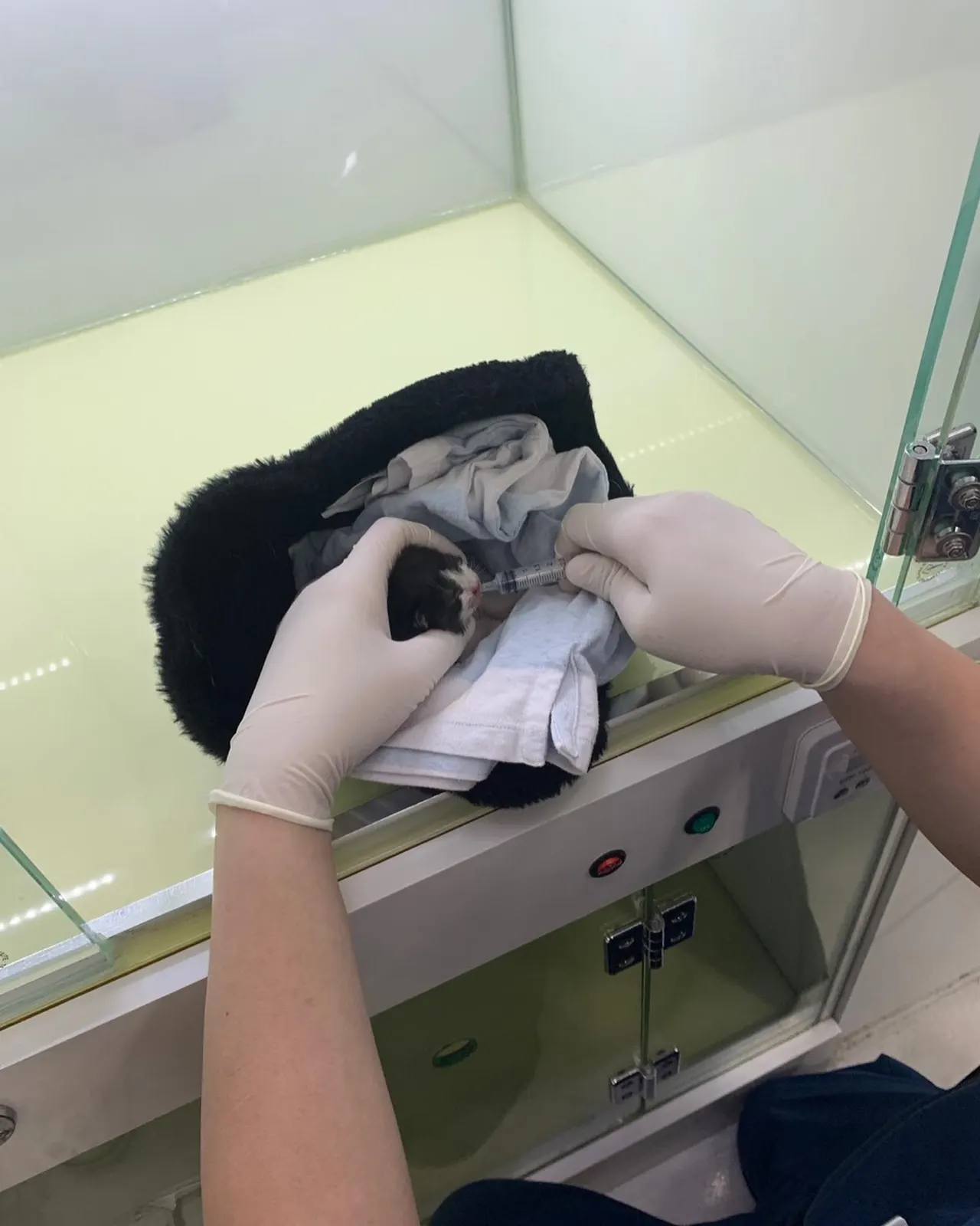 갑자기 날이 추워진 오늘 고객님께서 길을 가다 새끼고양이가 혼자 울고 있어 곧… 사진 5