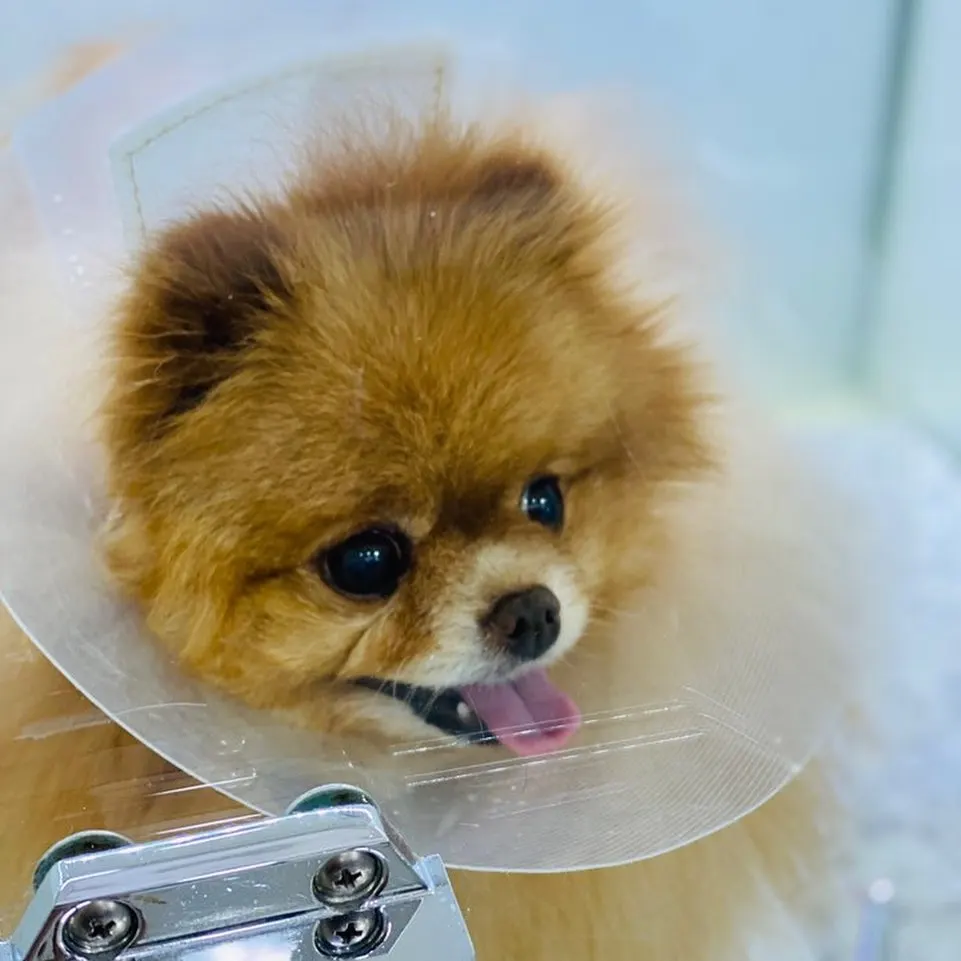 오늘 썬 동물병원에는 포메라니안 친구인 루시퍼가 방문했습니다! 견주분께서… 사진 1