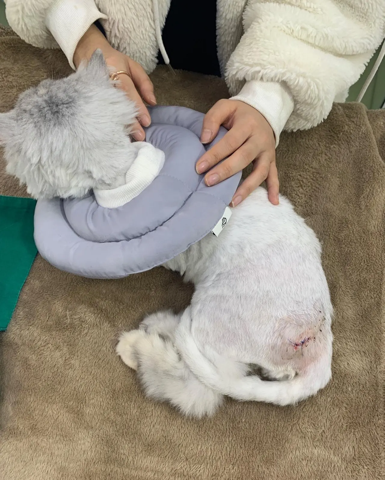 오늘 썬 동물병원에는 삐요가 방문했습니다. 우리 삐요는 다른병원에서 수술하고… 사진 2