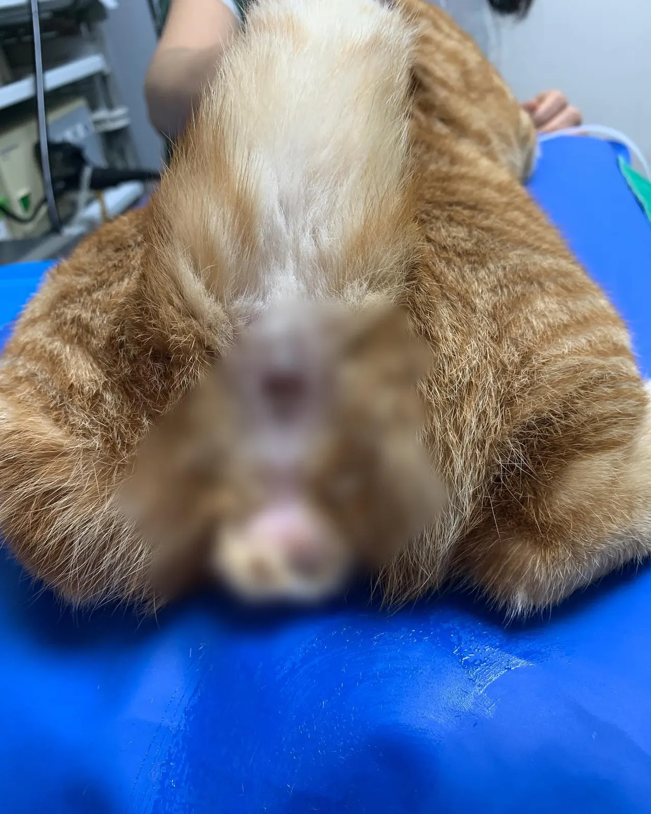 오늘 썬 동물 병원에 방문한 6개월 된 남아 고양이 시루입니다. 남아 고양이… 사진 2