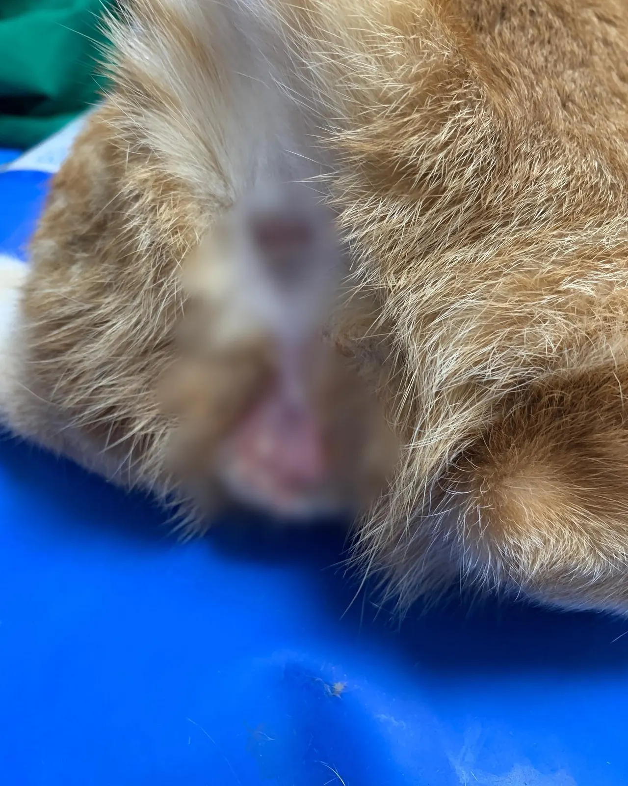 오늘 썬 동물 병원에 방문한 6개월 된 남아 고양이 시루입니다. 남아 고양이… 사진 5
