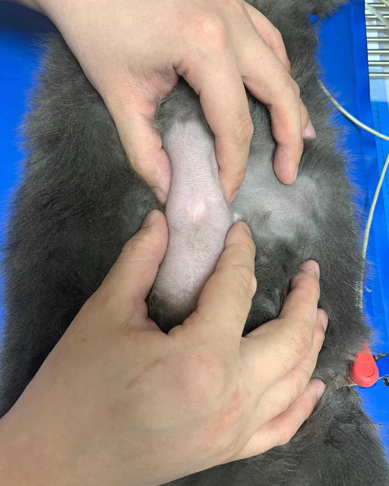 썬 동물 병원에 방문한 우리 11살 루나입니다. 고양이 배꼽탈장은 드물게… 사진 7