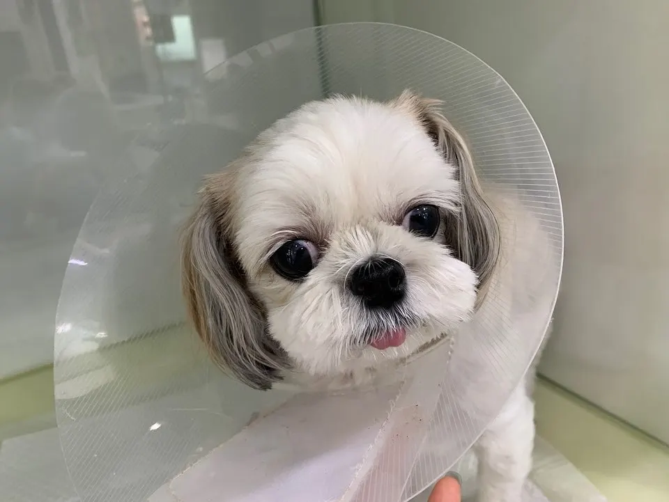 오늘 썬동물병원에 방문해준 아이는 피지낭종으로 인해 방문을 했는데요. 피부에… 사진 1