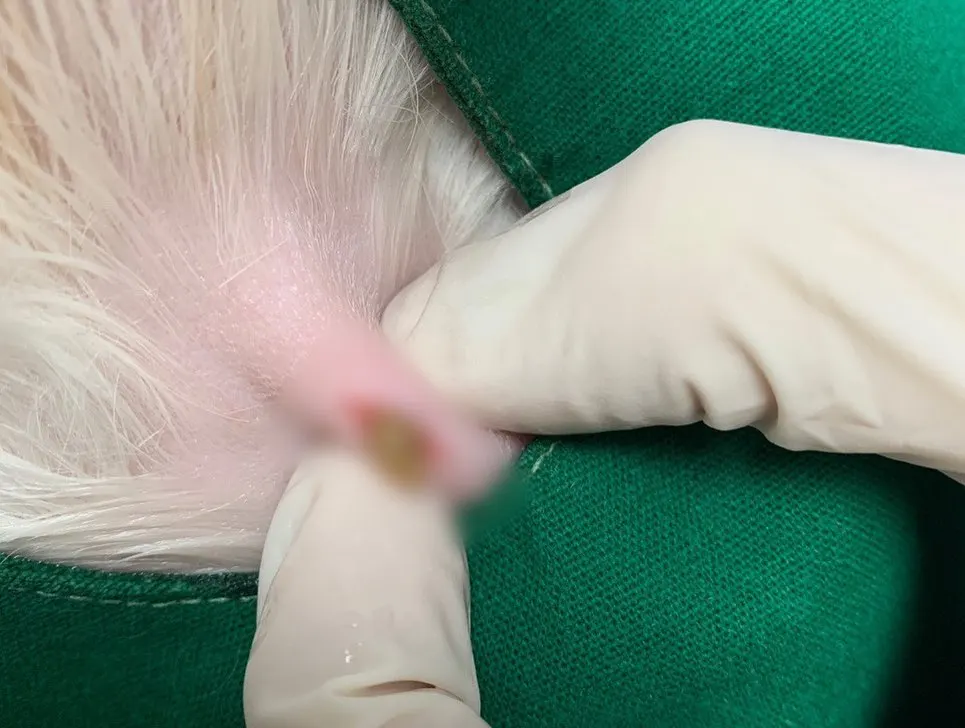 오늘 썬동물병원에 방문해준 아이는 피지낭종으로 인해 방문을 했는데요. 피부에… 사진 3