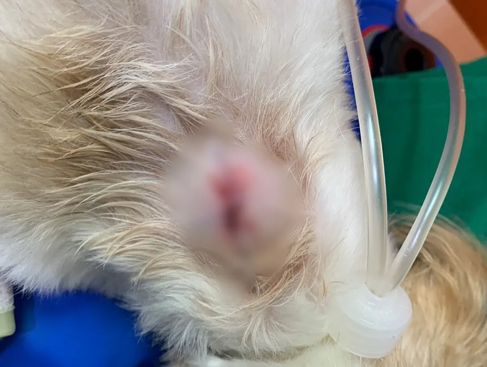 오늘 썬동물병원에 방문해준 아이는 피지낭종으로 인해 방문을 했는데요. 피부에… 사진 5