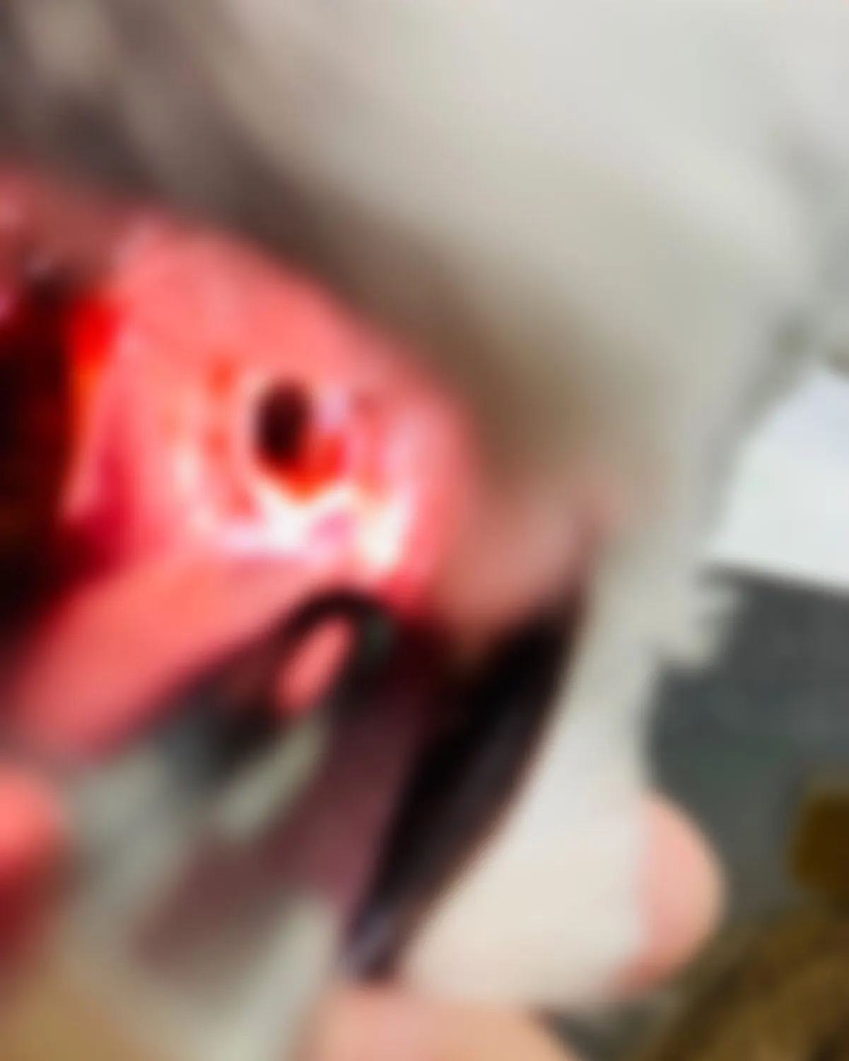 저희 썬 동물병원에 방문해준 루비입니다. 루비는 성대제거수술 (비절개) 같은… 사진 3