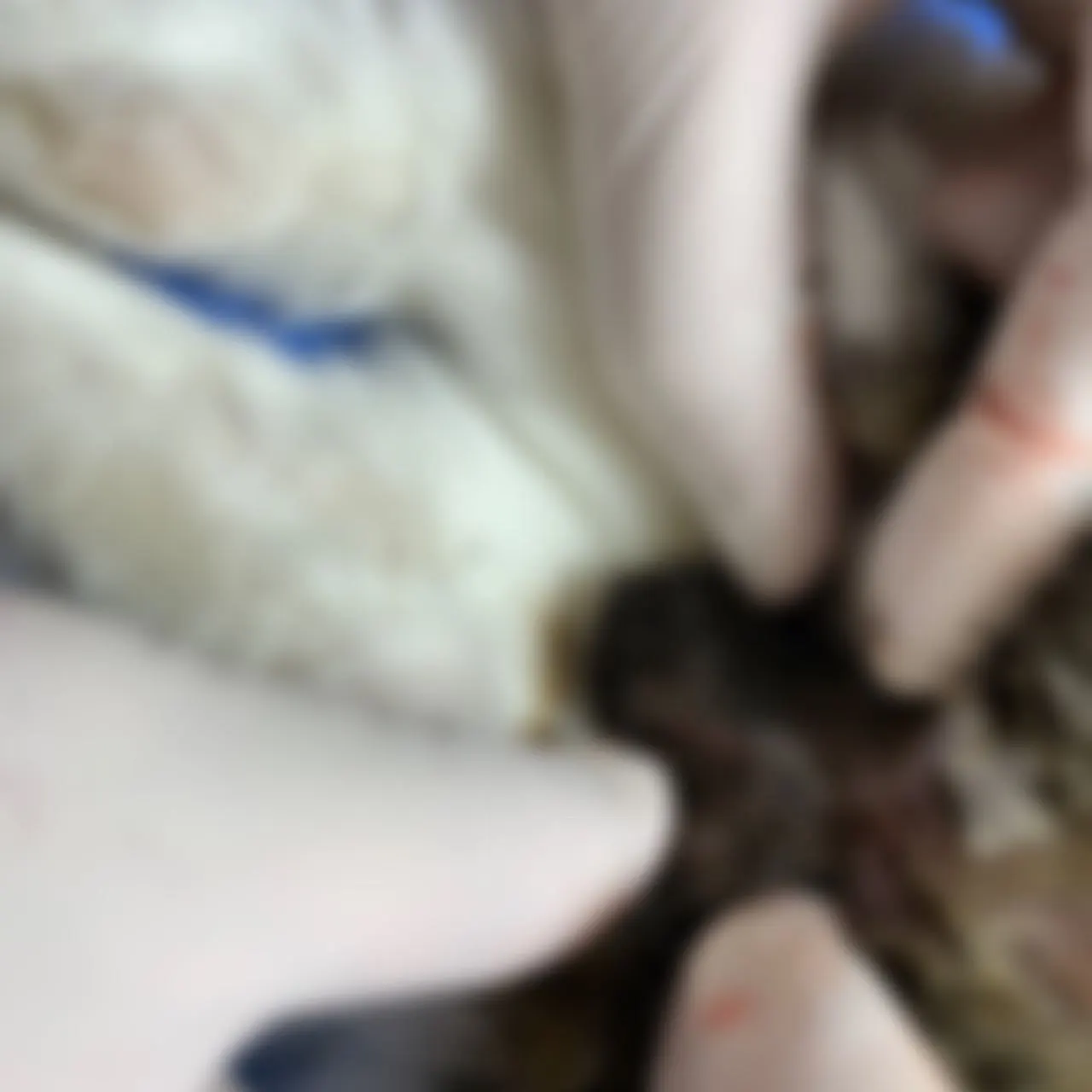 오늘 썬 동물병원에는 명이가 방문했습니다. 명이는 중성화 수술을 진행하러… 사진 2