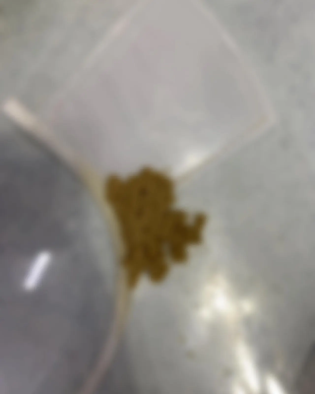 오늘 썬 동물병원에는 댕댕이가 방문을 했습니다. 댕댕이는 빵 포장 끈을 가지고… 사진 2