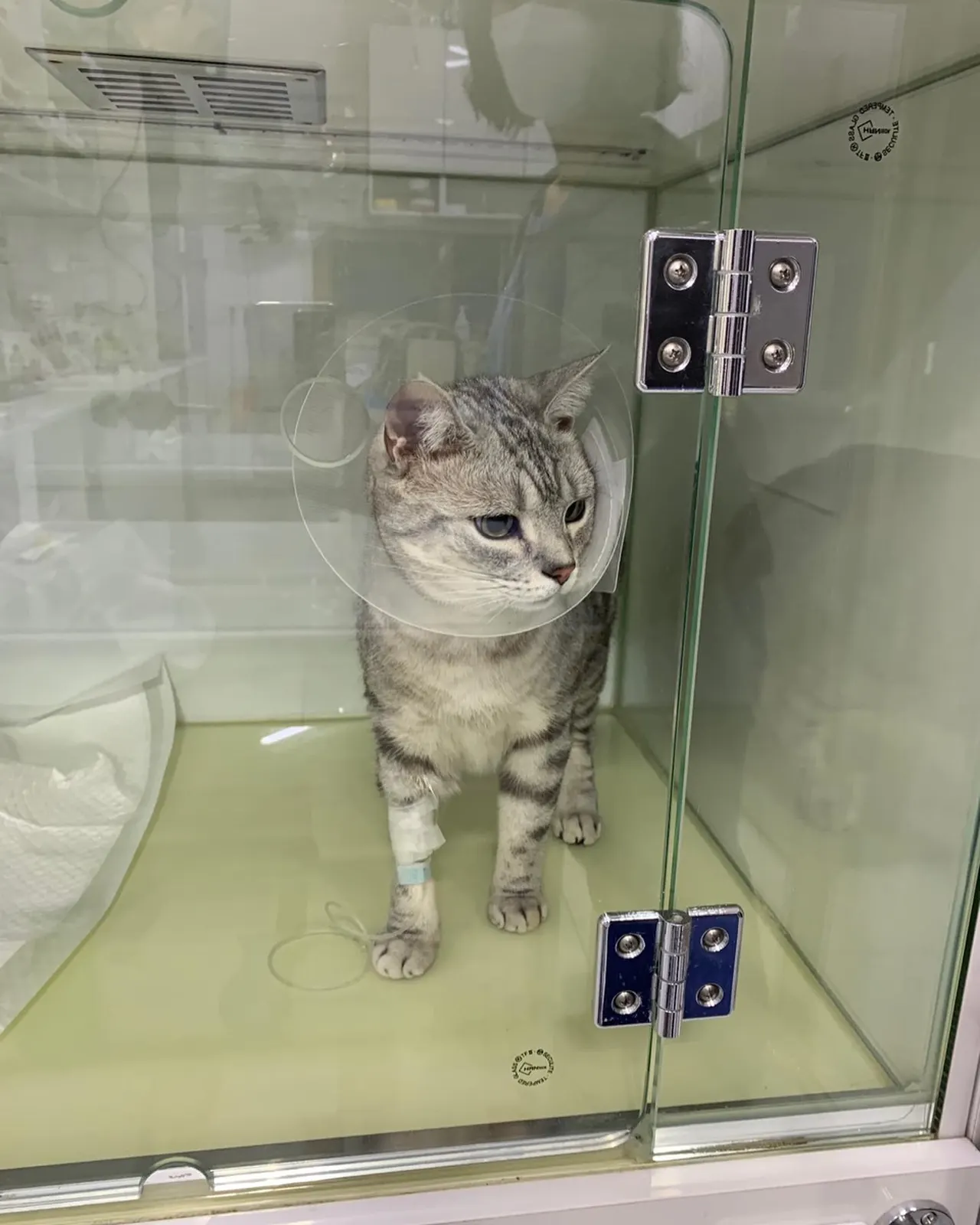 오늘 썬 동물병원에는 댕댕이가 방문을 했습니다. 댕댕이는 빵 포장 끈을 가지고… 사진 5