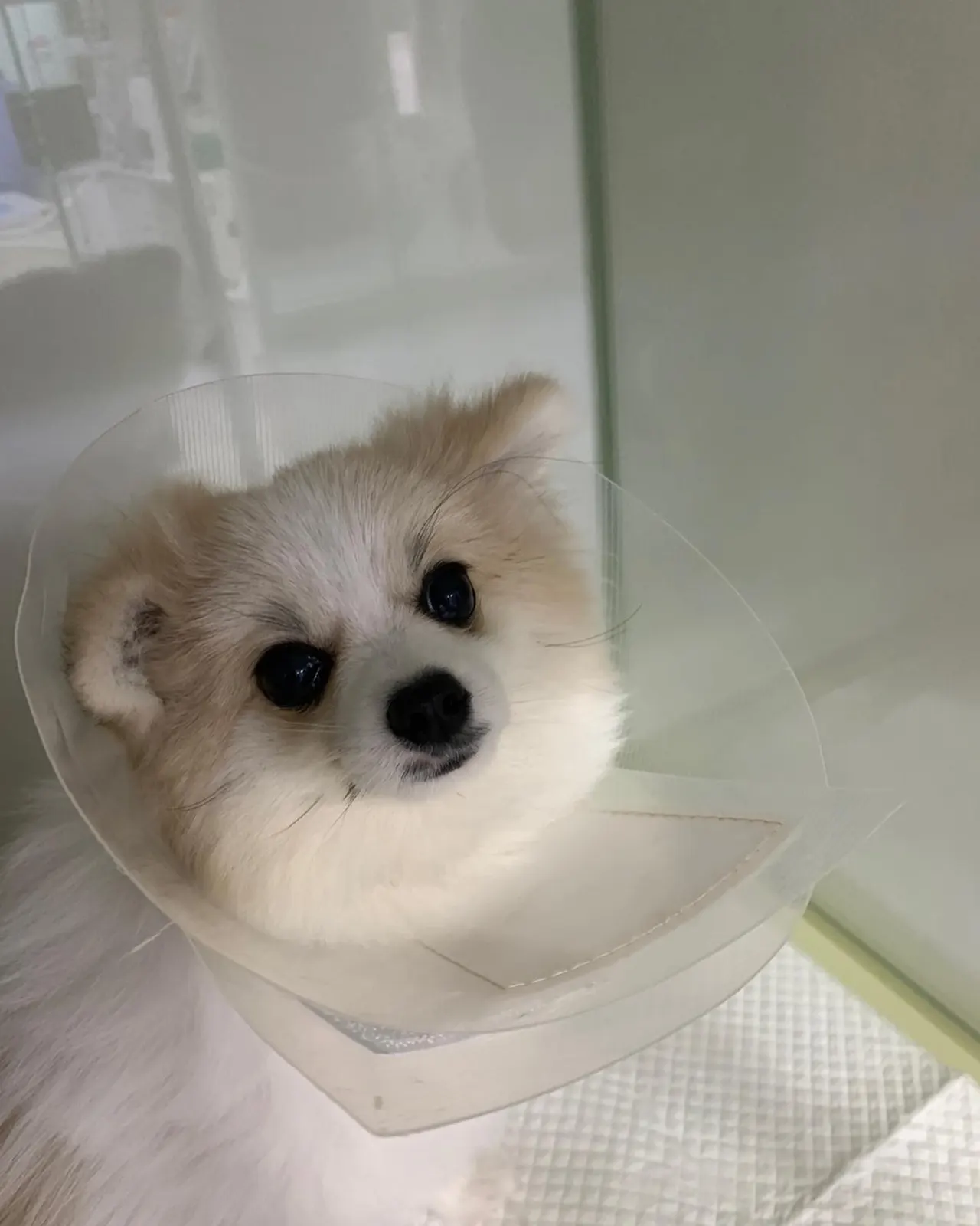 오늘 썬 동물병원에는 루비가 방문을 해 줬는데요. 우리 루비는 암컷 강아지로… 사진 2