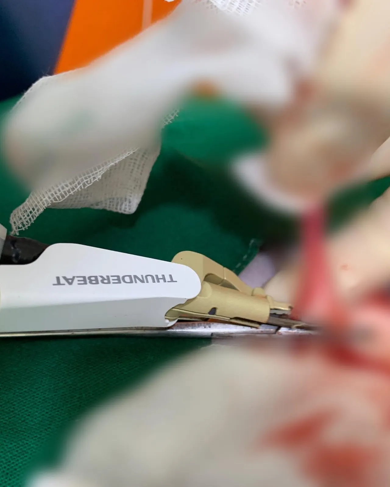 오늘 썬 동물병원에는 루비가 방문을 해 줬는데요. 우리 루비는 암컷 강아지로… 사진 3