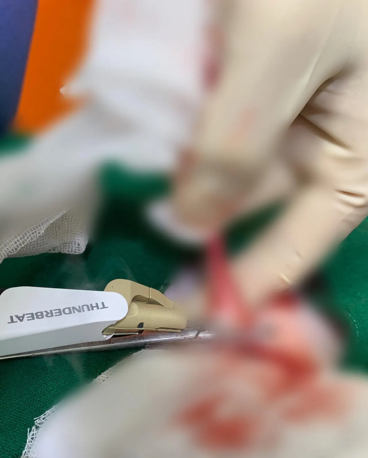 오늘 썬 동물병원에는 루비가 방문을 해 줬는데요. 우리 루비는 암컷 강아지로… 사진 4