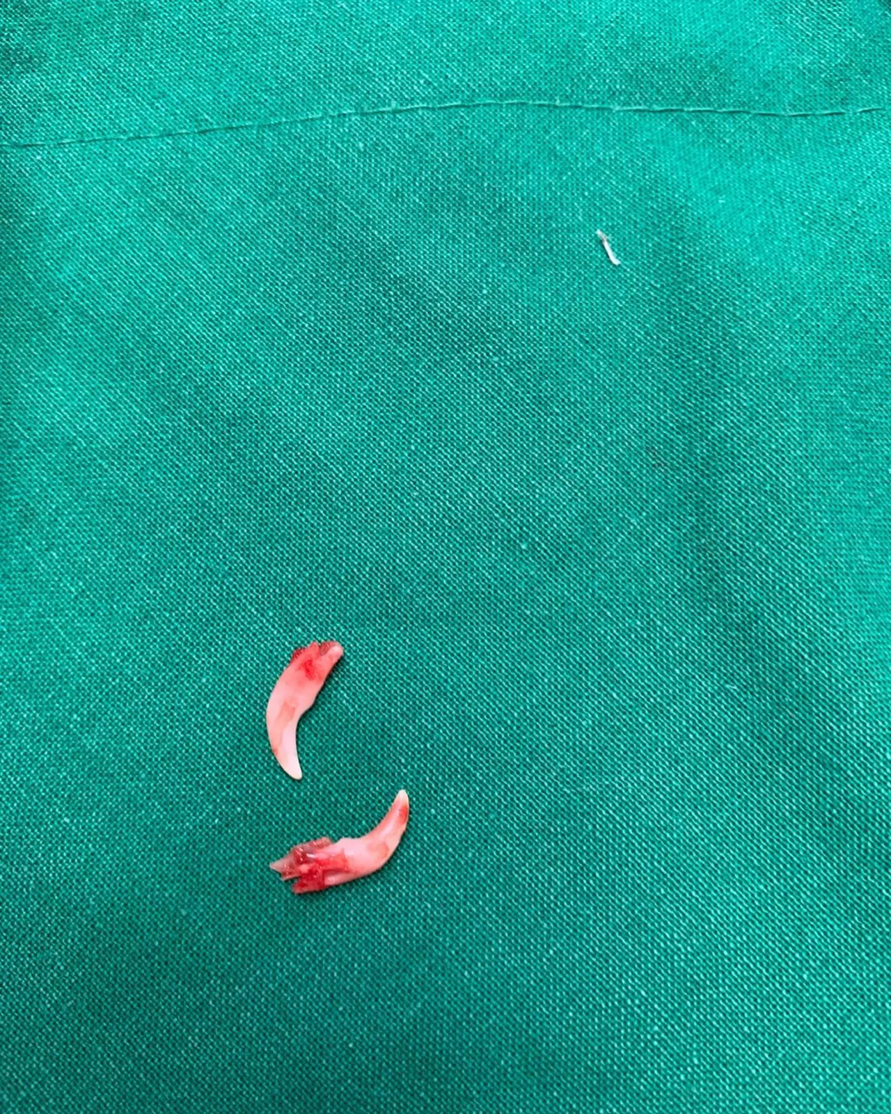 오늘 썬 동물병원에는 루비가 방문을 해 줬는데요. 우리 루비는 암컷 강아지로… 사진 8