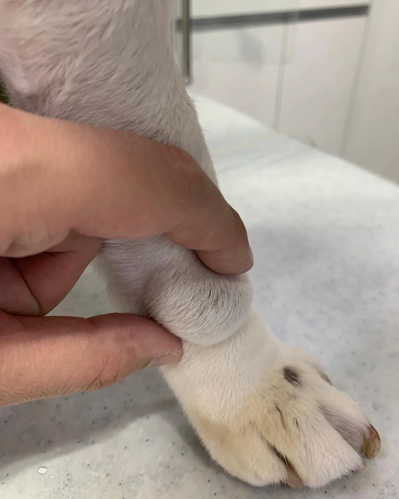 오늘 썬 동물병원에는 태평이가 방문을 했습니다. 태평이는 피부종괴제거수술과… 사진 3