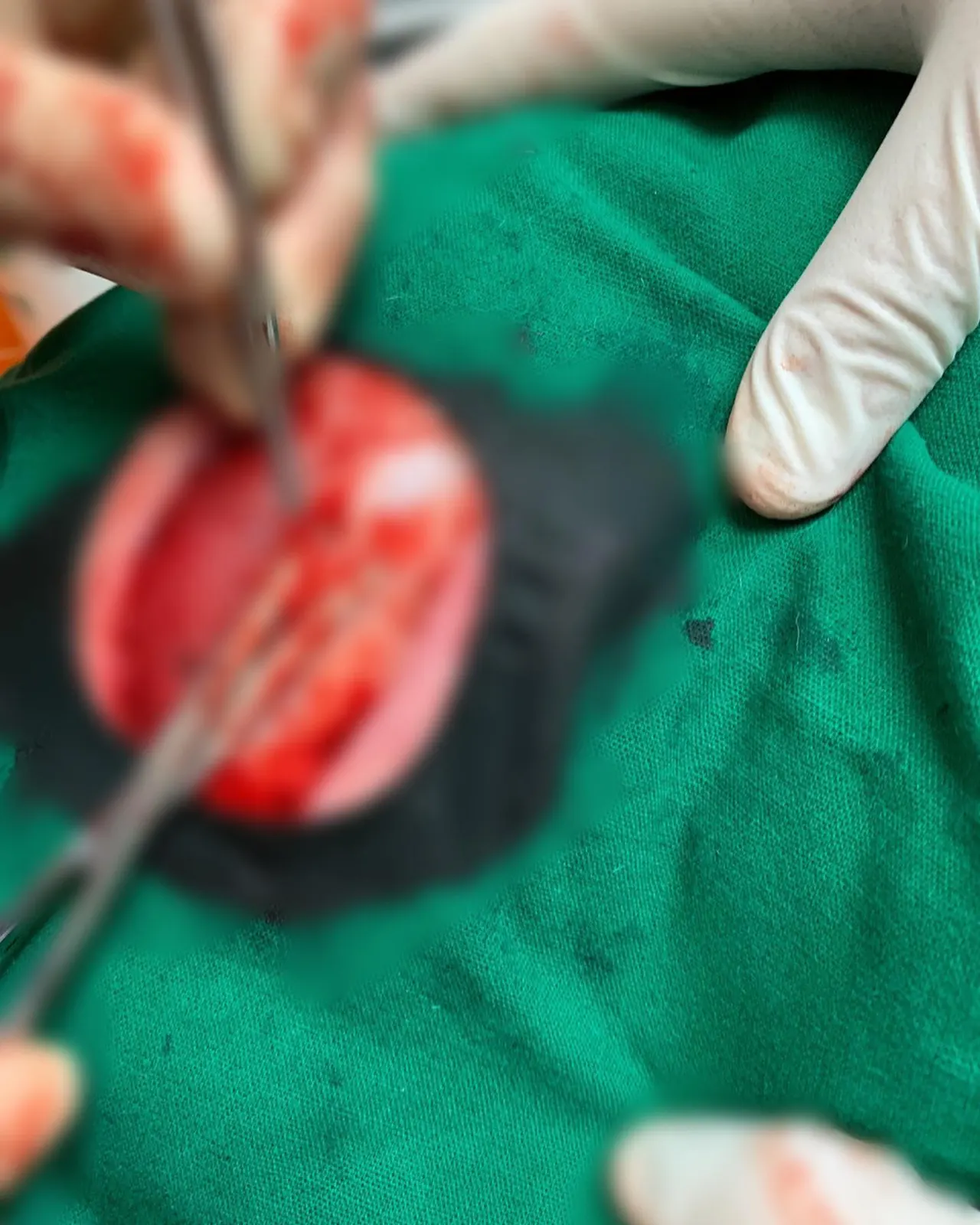 오늘 썬 동물병원에는 태평이가 방문을 했습니다. 태평이는 피부종괴제거수술과… 사진 4