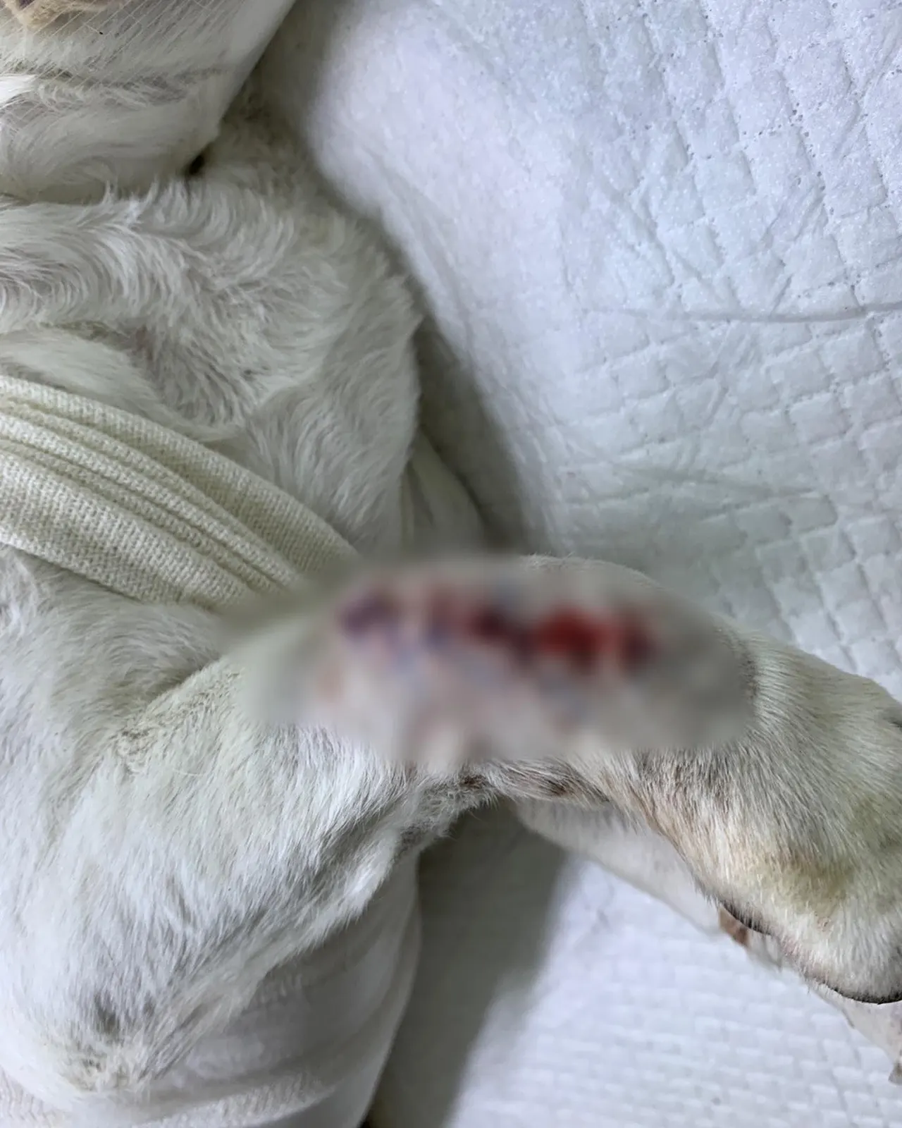 오늘 썬 동물병원에는 태평이가 방문을 했습니다. 태평이는 피부종괴제거수술과… 사진 9