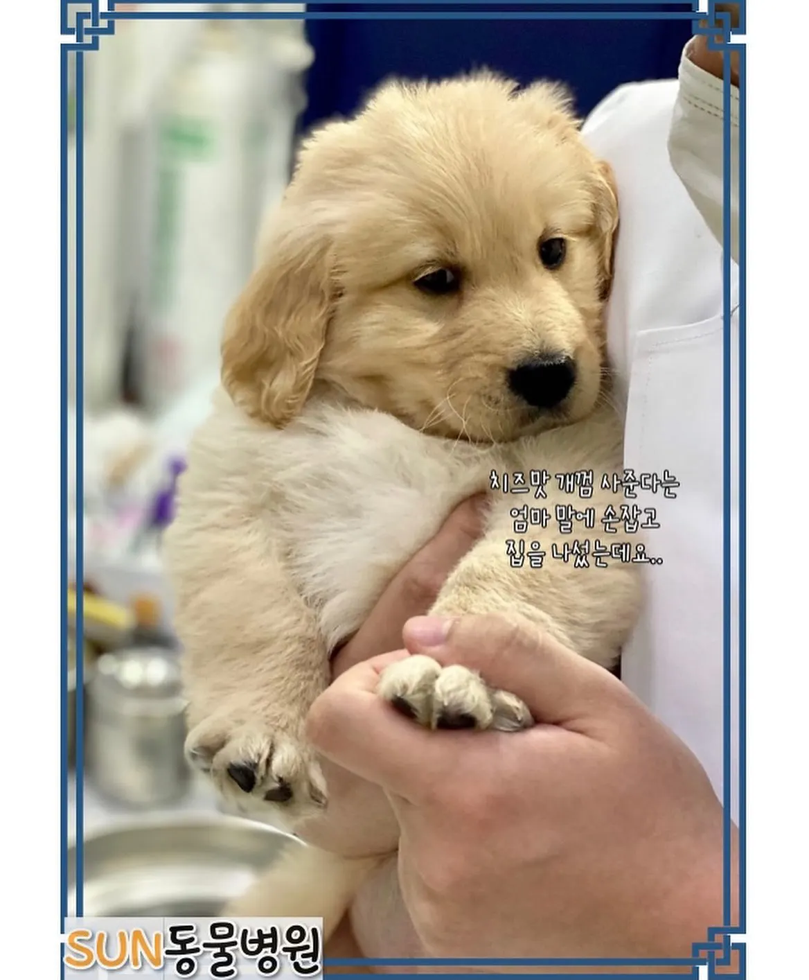 오늘은 썬 동물 병원에 방문한 아이는 3개월 된 아가 치즈입니다! 우리 치즈는… 사진 3
