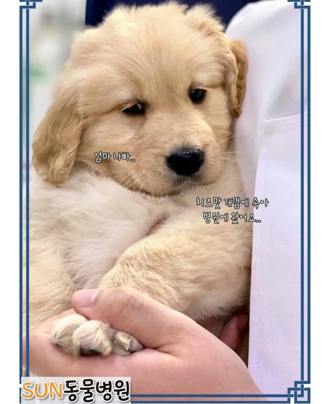 오늘은 썬 동물 병원에 방문한 아이는 3개월 된 아가 치즈입니다! 우리 치즈는… 사진 4