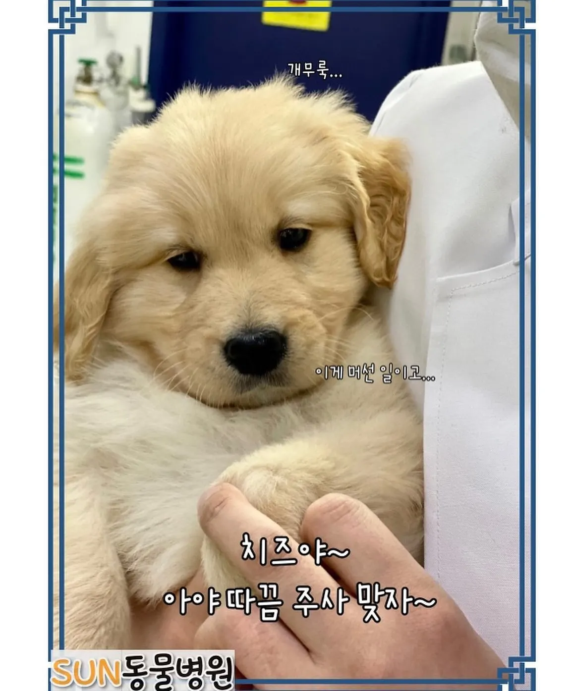 오늘은 썬 동물 병원에 방문한 아이는 3개월 된 아가 치즈입니다! 우리 치즈는… 사진 5