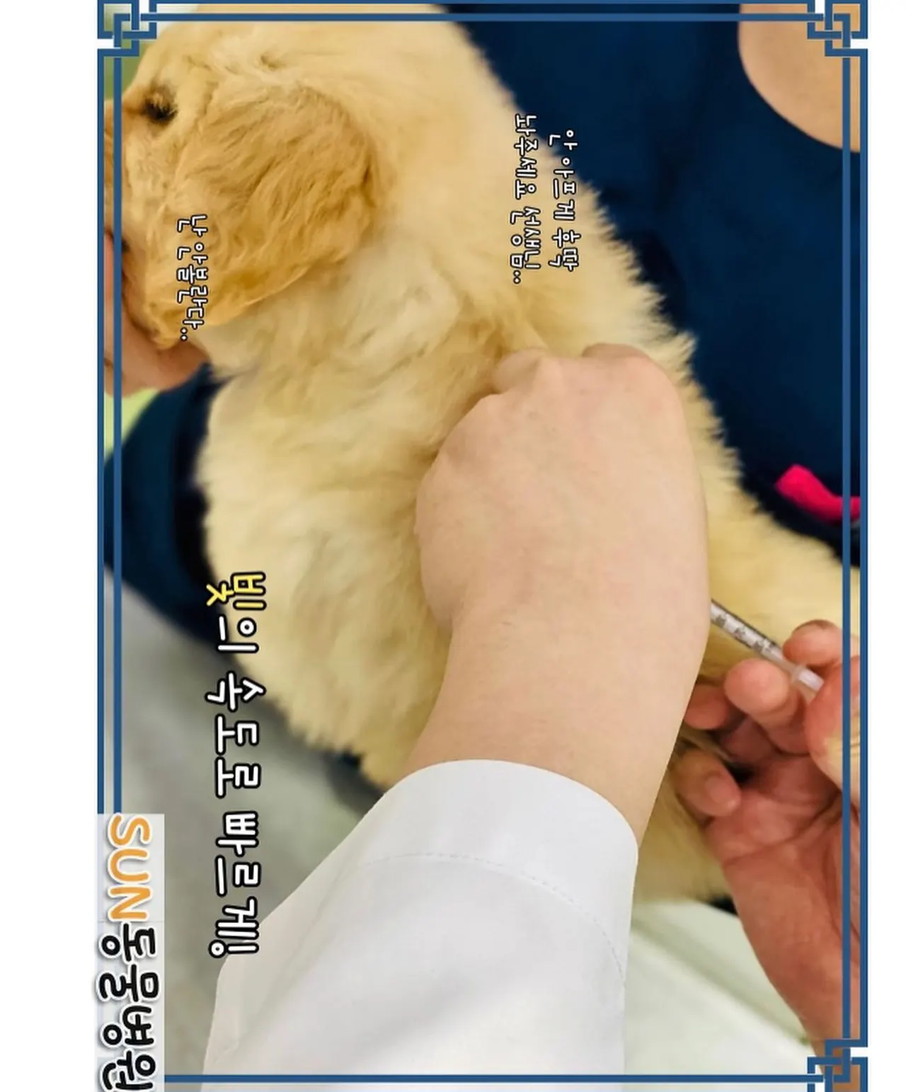오늘은 썬 동물 병원에 방문한 아이는 3개월 된 아가 치즈입니다! 우리 치즈는… 사진 6