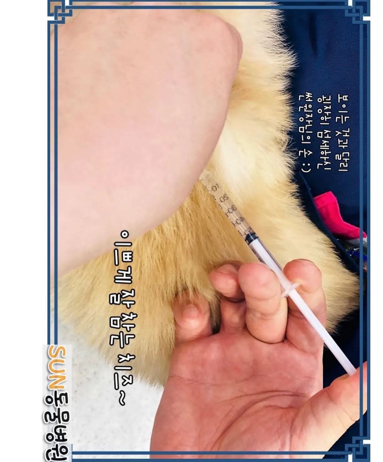 오늘은 썬 동물 병원에 방문한 아이는 3개월 된 아가 치즈입니다! 우리 치즈는… 사진 7