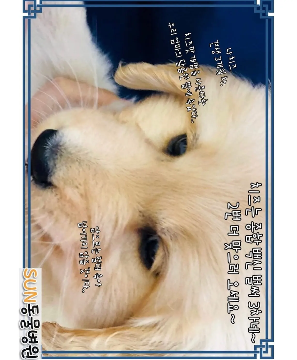 오늘은 썬 동물 병원에 방문한 아이는 3개월 된 아가 치즈입니다! 우리 치즈는… 사진 8