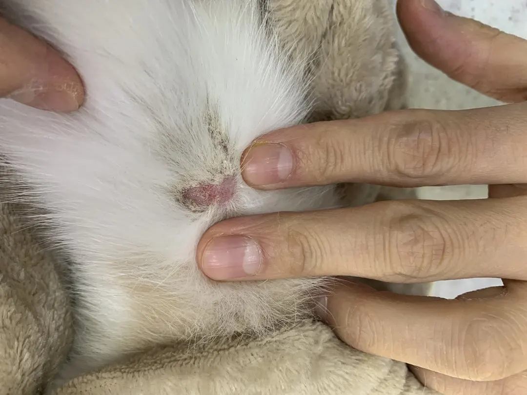 오늘 썬 동물병원에 아리가 방문을 했습니다! 아리는 곰팡이성 피부병이 있던… 사진 1