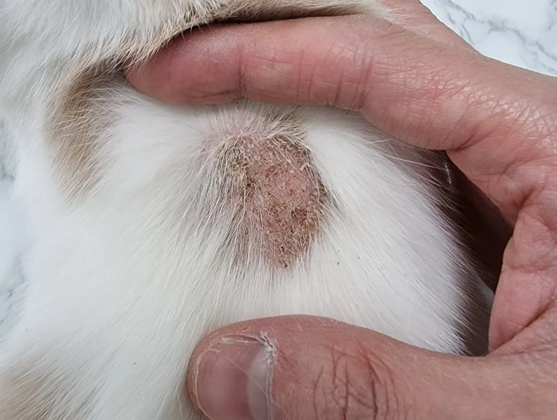 오늘 썬 동물병원에 아리가 방문을 했습니다! 아리는 곰팡이성 피부병이 있던… 사진 2